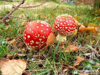 La Pedriza - Collado del Cabrón - Charca Verde_ excursiones senderismo;pozas de la pedriza